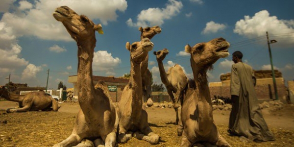 Tour de medio día al mercado de camellos de Birqash